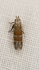 Battaristis vittella