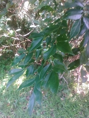 Archidendron lucidum