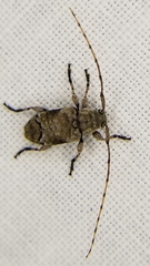 Sternidius mimeticus