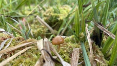 Galerina