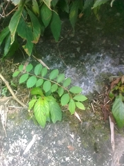 Lagerstroemia subcostata