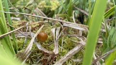 Galerina