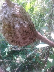 Crematogaster rogenhoferi