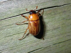 Cyclocephala