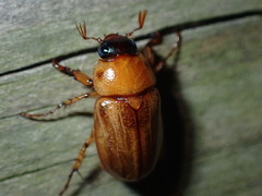 Cyclocephala