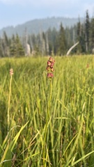 Triantha occidentalis