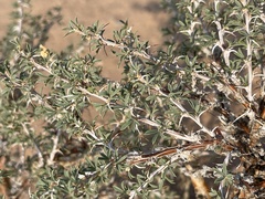 Caragana spinosa