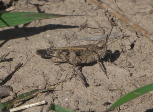 Southwestern Dusky Grasshopper photo 3
