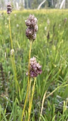 Triantha occidentalis