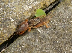 Gryllotalpa australis
