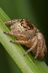 Evarcha arcuata