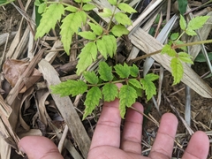 Aralia decaisneana