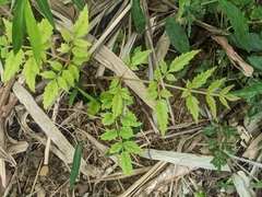 Aralia decaisneana