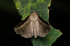 Lophoptera squammigera
