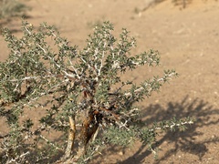 Caragana spinosa