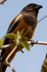 Dendrocitta vagabunda