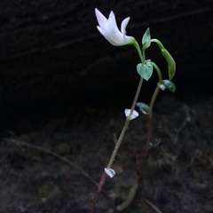 Triphora trianthophoros