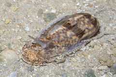 Oliva miniacea