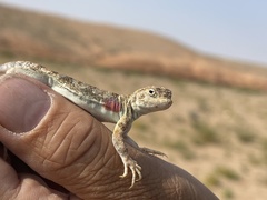 Phrynocephalus versicolor