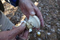 Catathelasma ventricosum