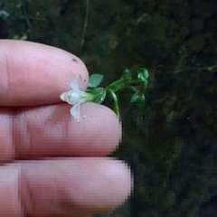 Triphora trianthophoros