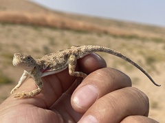 Phrynocephalus versicolor