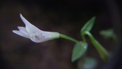 Triphora trianthophoros