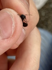 Camponotus