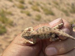 Phrynocephalus versicolor