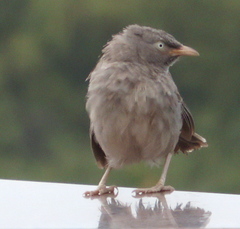 Argya striata
