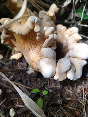 Cantharellus formosus