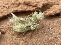 Chloris virgata