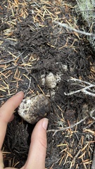 Rhizopogon