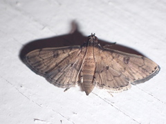 Nacoleia charesalis
