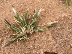 Chloris virgata