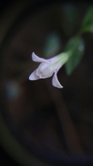 Triphora trianthophoros