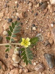 Tribulus terrestris