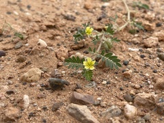 Tribulus terrestris
