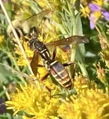 Polistes fuscatus