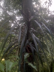 Freycinetia formosana