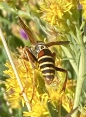 Polistes fuscatus
