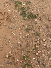 Tribulus terrestris