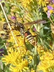 Polistes fuscatus