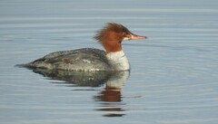 Mergus merganser