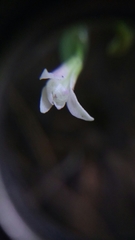 Triphora trianthophoros