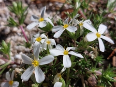 Leptosiphon melingii