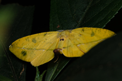 Omiza pachiaria