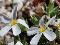 Leptosiphon melingii