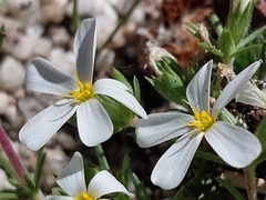 Leptosiphon melingii