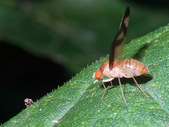 Toxonevra superba